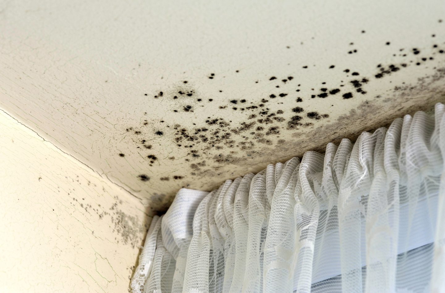 mold inspection baton rouge