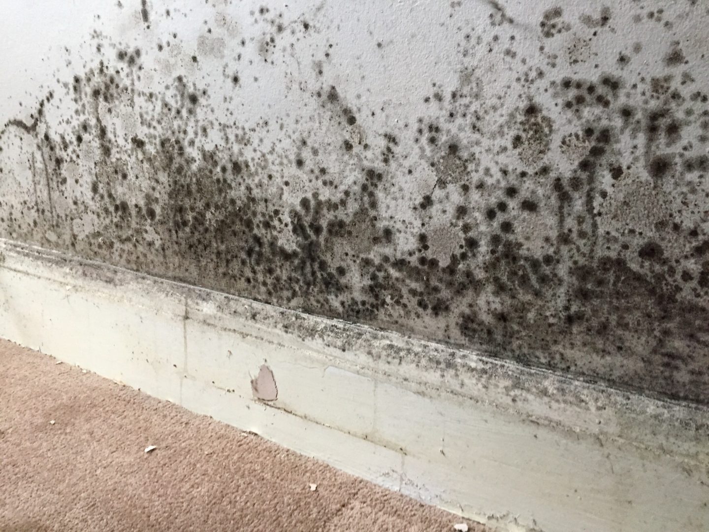 mold removal company baton rouge