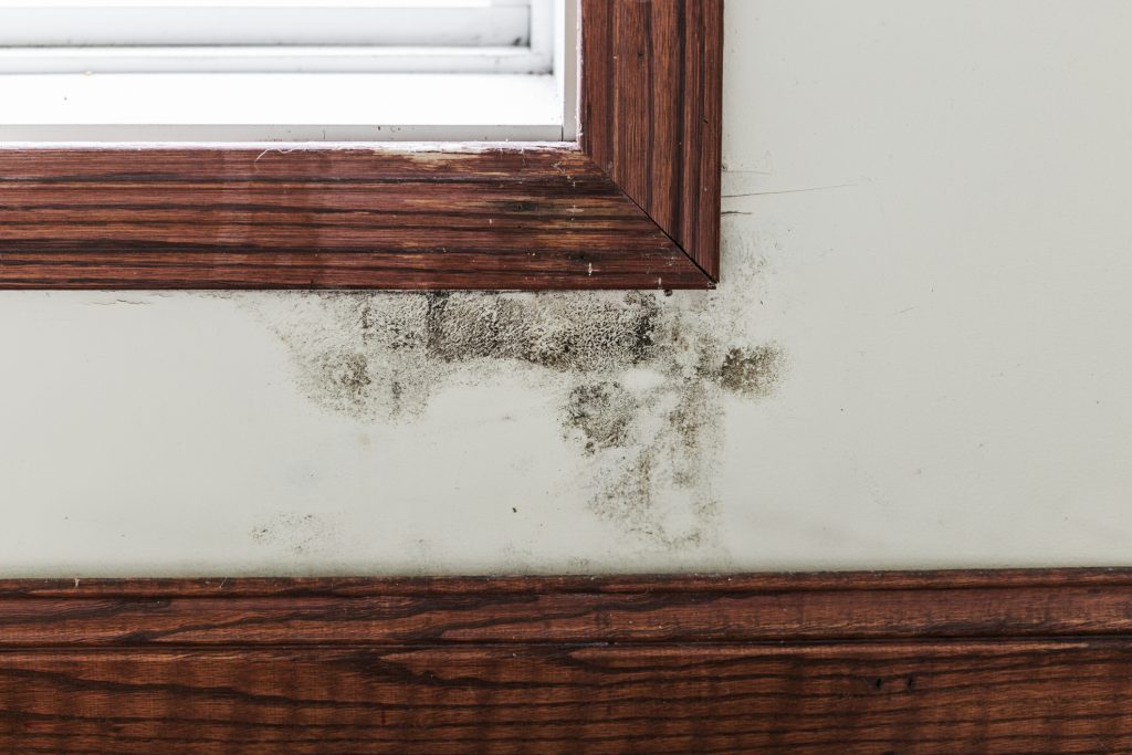 mold remediation baton rouge