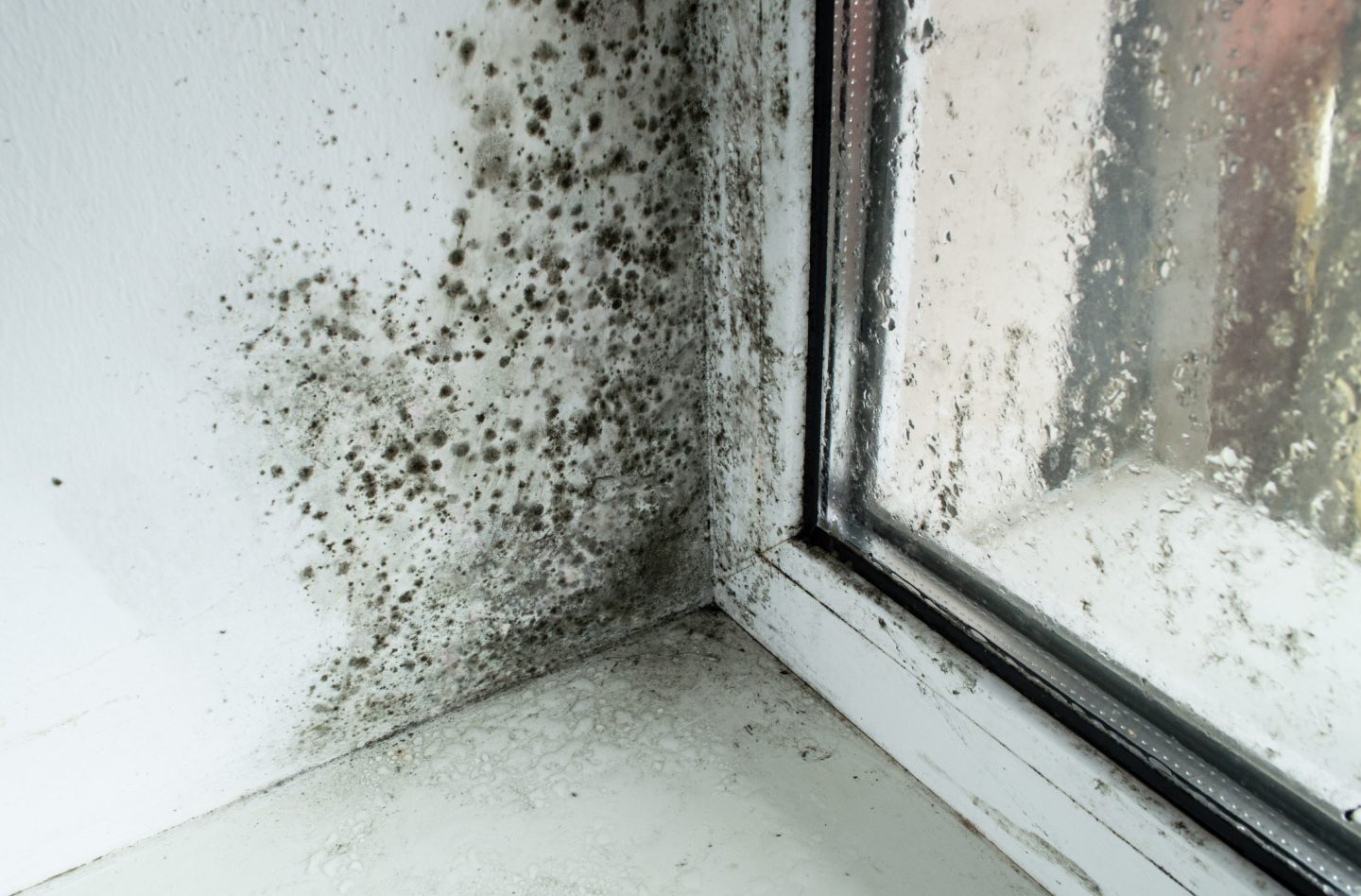 mold removal baton rouge la